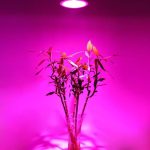 PAR 38 LED GROWLAMP - Image 2